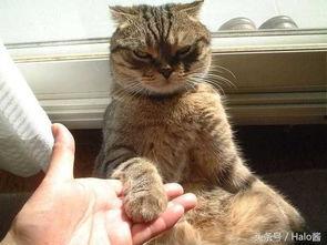 mmsz19猫咪官网最新版本爆料,全新功能与设计亮点抢先看”